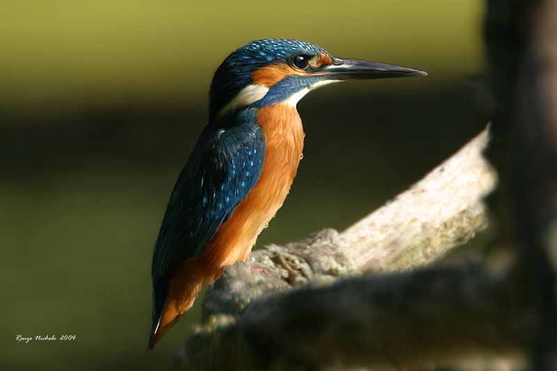 Martin pescatore -  Alcedo atthis
